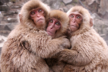 Картинка животные обезьяны трио забавные