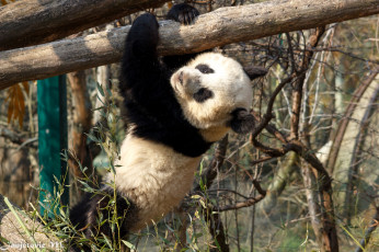 Картинка животные панды малыш акробат медведь