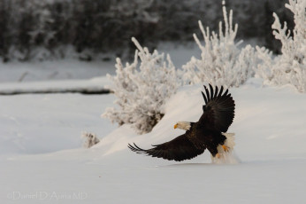 Картинка животные птицы хищники полет орлан снег крылья