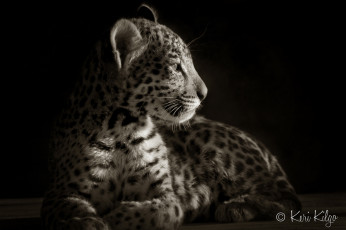 Картинка животные Ягуары красавчик малыш