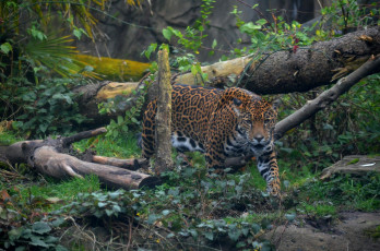 Картинка животные Ягуары лес бревна хищник