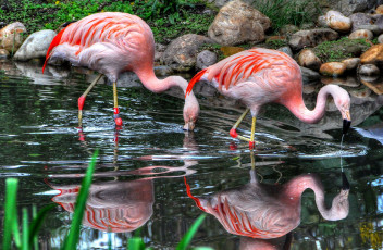 обоя животные, фламинго, розовый