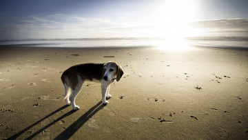 Картинка животные собаки собака море фон