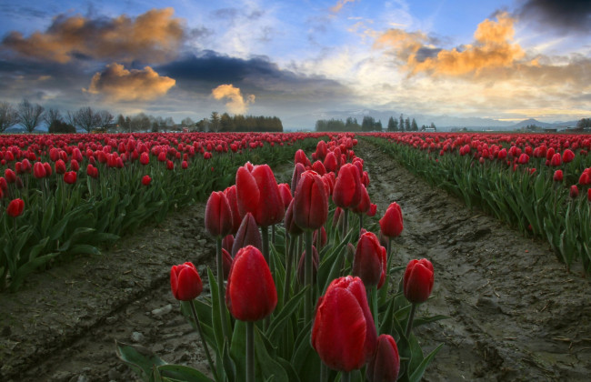 Обои картинки фото цветы, тюльпаны, поле, красный