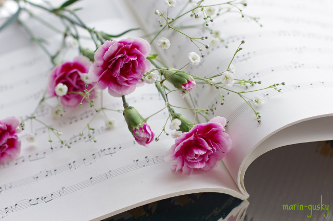 Обои картинки фото цветы, гвоздики, розовый, нотная, тетрадь