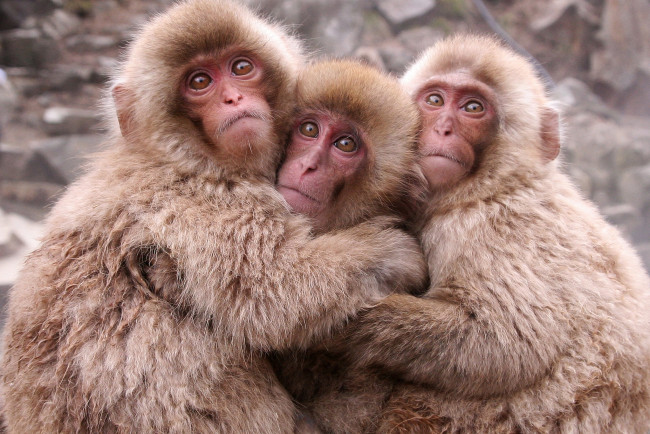 Обои картинки фото животные, обезьяны, трио, забавные
