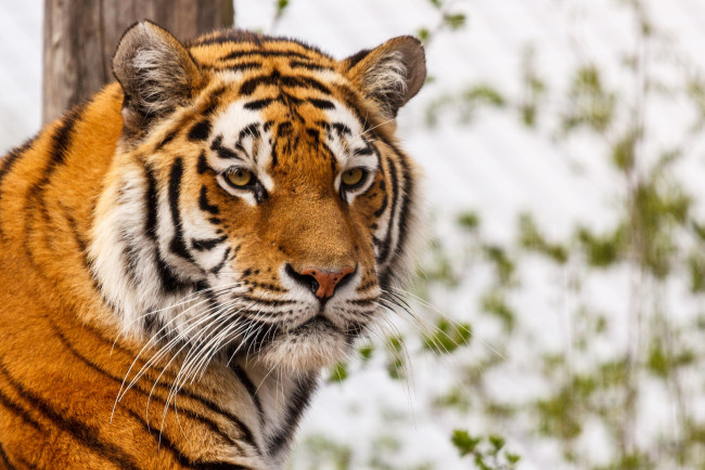 Обои картинки фото животные, тигры, серьезный, портрет