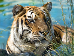Картинка животные тигры портрет