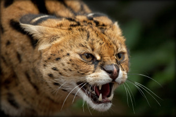 Картинка ©+ania+jones животные сервалы клыки оскал кустарниковая кошка морда злость