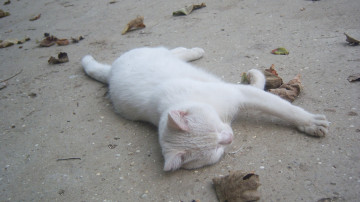 Картинка животные коты белый кот листики