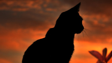 Картинка животные коты небо усы фон фокус силуэт
