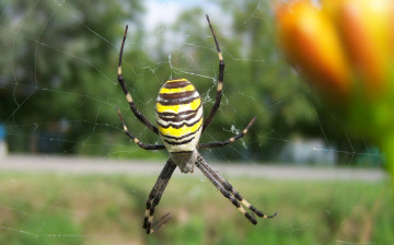 Картинка животные пауки паук паутина полоски