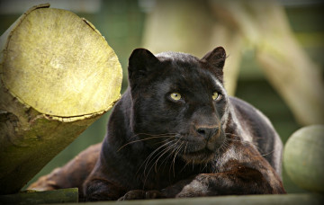 Картинка ©+ania+jones животные пантеры отдых морда черный леопард