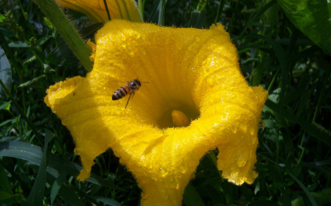 Обои картинки фото цветы, жёлтый, роса, пчела, солнце
