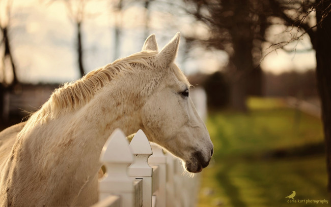 Обои картинки фото животные, лошади, профиль, конь, ограда