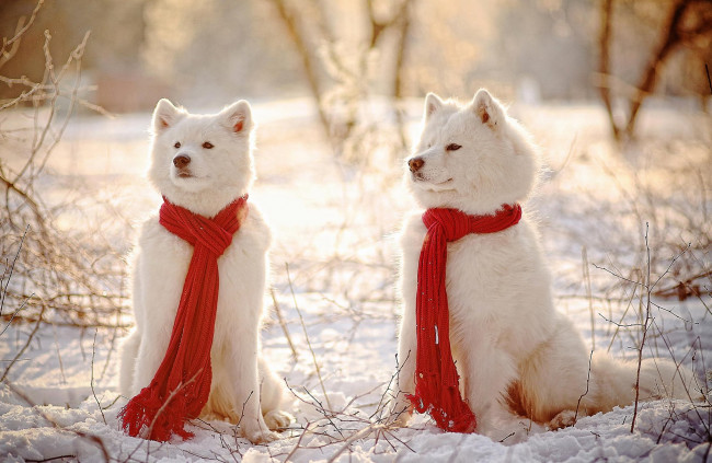Обои картинки фото животные, собаки, снег, шарфи