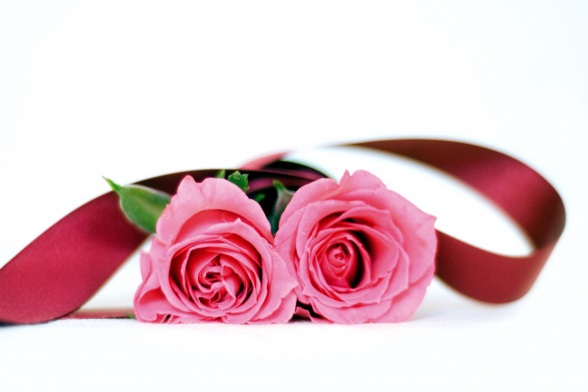 Обои картинки фото цветы, розы, дуэт, лента, розовый