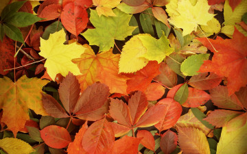 Картинка природа листья autumn leaves fall осень