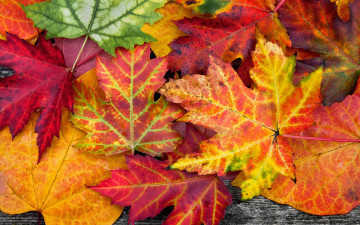 Картинка природа листья дерево autumn осенние colorful leaves