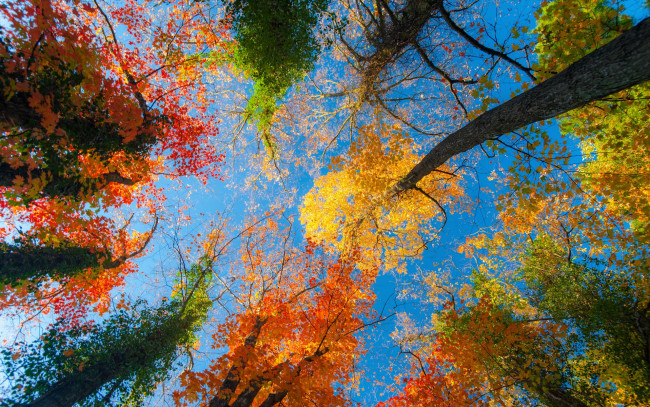 Обои картинки фото природа, деревья, листья, небо, лес, осень