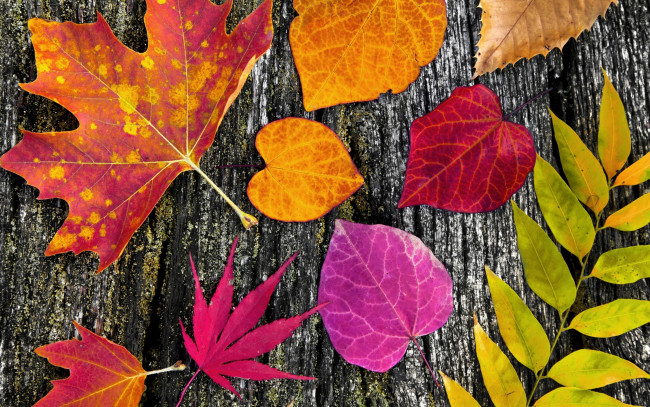Обои картинки фото природа, листья, дерево, осенние, wood, colorful, leaves, autumn