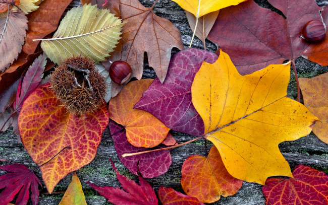 Обои картинки фото природа, листья, осенние, colorful, leaves, autumn
