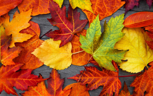 Обои картинки фото природа, листья, осенние, colorful, leaves, дерево, autumn