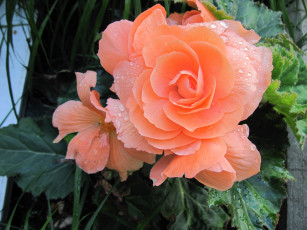 Картинка цветы бегония капли персиковый