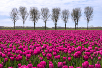 Картинка цветы тюльпаны поле облака деревья