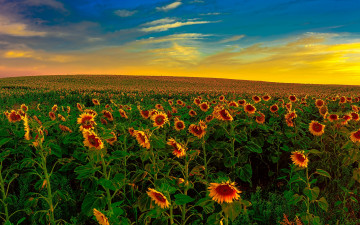Картинка цветы подсолнухи поле небо облака природа
