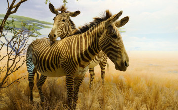 Картинка рисованное животные +зебры парк сан-франциско золотые ворота калифорнийская академия наук зебра картина