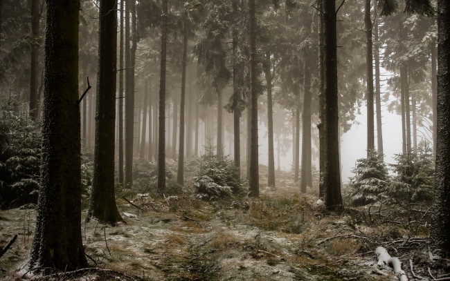 Обои картинки фото природа, лес, туман, зима
