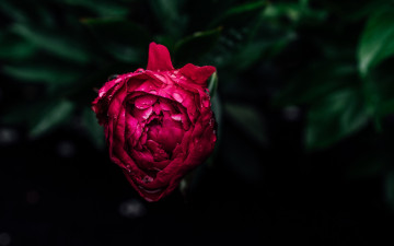 Картинка цветы пионы бутон пион розовый