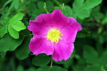 Картинка цветы шиповник розовый макро