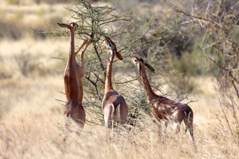 обоя gerenuk, животные, антилопы, гаренук, антилопа, китопарнокопытные, полорогие, млекопитающие, гаренуки