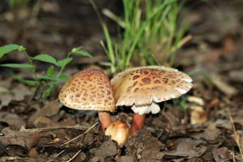 Картинка природа грибы поганки