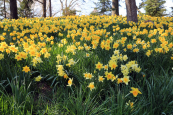 Картинка цветы нарциссы весна желтые много
