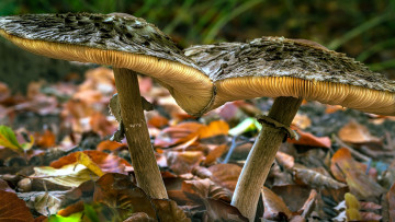 Картинка природа грибы дуэт макро