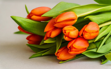 Картинка цветы тюльпаны оранжевые бутоны