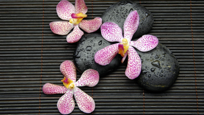 Обои картинки фото цветы, орхидеи, камни, капли