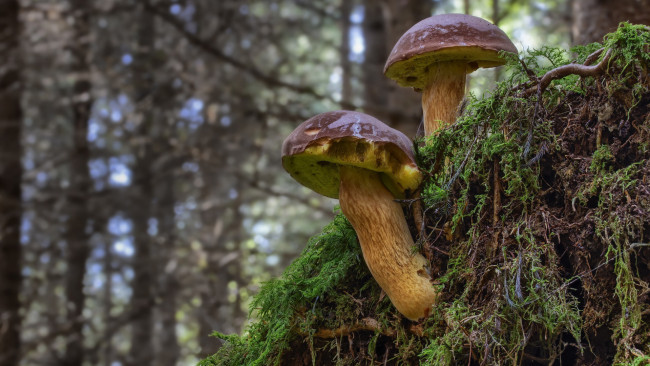 Обои картинки фото природа, грибы, польский, гриб