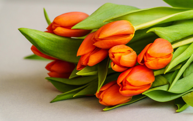 Обои картинки фото цветы, тюльпаны, оранжевые, бутоны