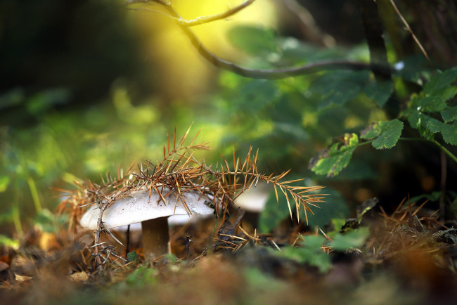 Обои картинки фото природа, грибы, еловая, ветка, гриб, трава