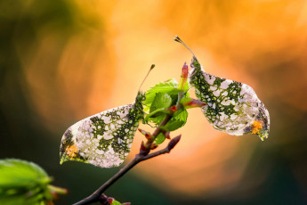 Картинка животные бабочки +мотыльки +моли листья макро свет фон ветка парочка боке пестрые