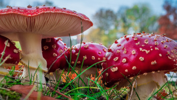 Картинка природа грибы +мухомор грибная семейка