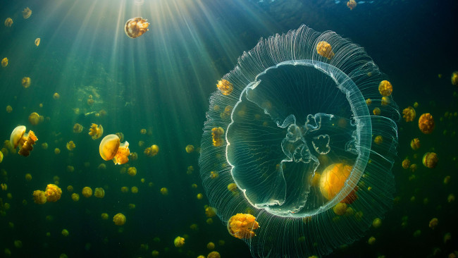 Обои картинки фото животные, медузы, jellyfish, raja, ampat, islands, underwater, sunlight, indonesia, animals