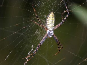 Картинка bandedargiope животные пауки