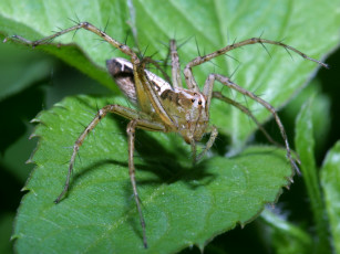 Картинка brownandwhitevietnameselynxspider животные пауки