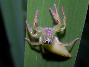 Картинка clownspidermopsusmormon животные пауки