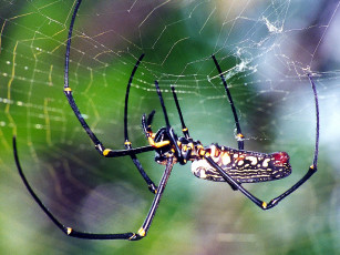 Картинка giantwoodspidersideview животные пауки